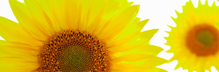 Sunflower natural background. Sunflower blooming. Close-up of sunflower.