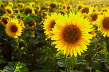 Sunflower natural background. Sunflower blooming. Agriculture field.