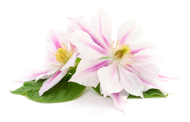 Two white clematis.
