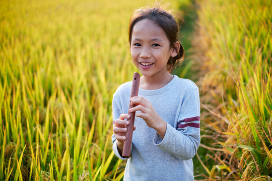 Asian little girl playing the flute in the rice field, during the harvest season