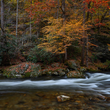 Autumn Flow In Square Format