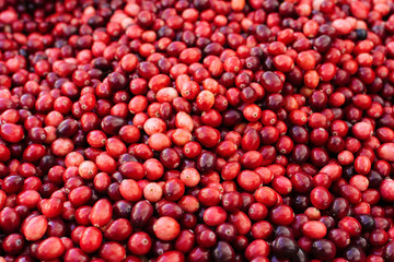 Fresh cranberries