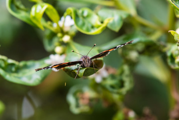 Wings are spread for balance as delicate Fox Moth rests for a moment on a green leaf.