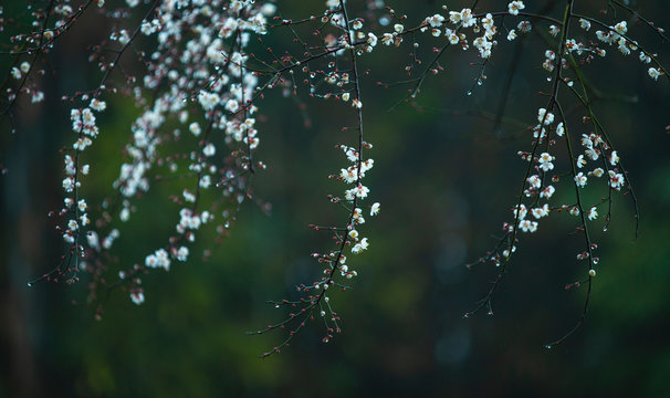 Early Spring Flower In Rain