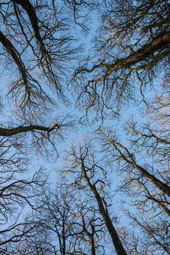 Looking up through the leafless branches of a winter woodland.