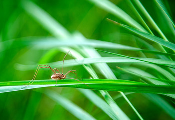 spider-hawk (Latin Opiliones, syn. Phalangida) on green grass close-up on  summer day. )