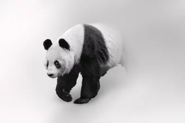 Foto op Plexiglas Giant panda bear adored by the world and considered a national treasure in China © Effect of Darkness