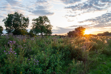 Sunset Over Field