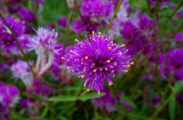 Fototapeta premium purple flower in garden
