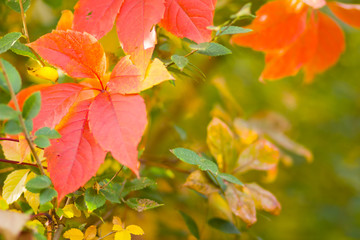 Colorful leaves of wild grapes on a blurred background. Autumn colored leaves in the sun. Background of yellow leaves. Copy space