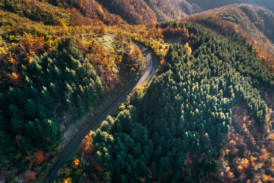 Forest road top view