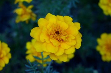 yellow flowers in the garden