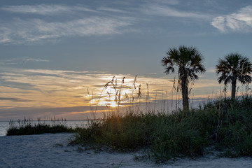 Landscape of the beach with palm trees and sea grasses and the ocean in the distance at sunset
