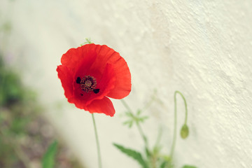 Beautiful red poppy next to white wall outdoor in Greece Abstraction Selective focus