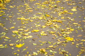 Autumn leaves on asphalt. Soft focus, defocused.
