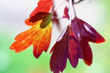 Bright autumn leaves on a blurred background. Macro. Soft focus, selected focus.