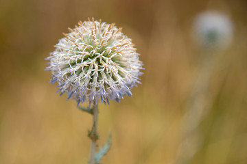 Echinops flower on a blurred background with free space.