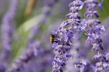 Wonderful aroma and freshness of lavender