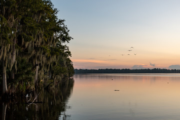 Sunrise view over the lake with mossy trees and birds in Florida