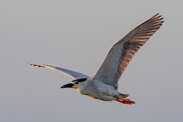 Black crowned night heron flies close with the early morning light shining on it.