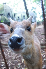 Fototapeta premium Ragunan Zoo