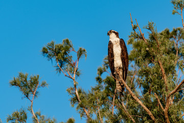 Osprey in a tree staring into the distance on a bright sunny day
