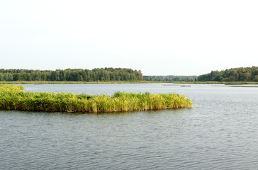 Summer river landscape. A thicket of grass in the water and a forest in the background. Russia, Tver region.