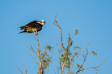 Osprey in a tree staring into the distance on a bright sunny day
