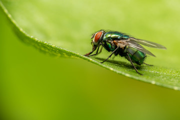 Closeup of a fly in the garden