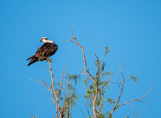 Osprey in a tree peering over his shoulder on a bright sunny day