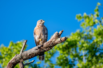 Red shouldered hawk staring off in the distance sitting on a branch