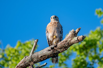 Red shouldered hawk on a sunny day sitting on a branch 