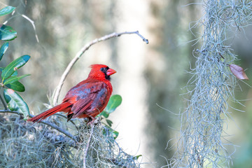 Male cardinal sitting on a mossy tree branch