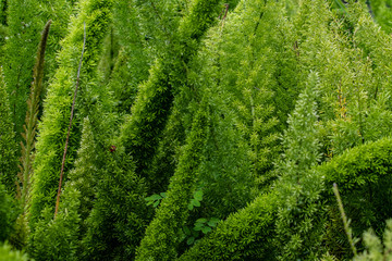 Tall green spiky plants are beautiful in the garden in Florida