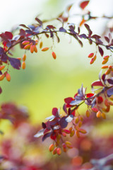 Barberry fruits ripening on the branch. Branch with red leaves on a blurred background. Colorful leaves on barberry bush. Autumn pattern. Copy space