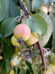 Small apples on branches with green leaves