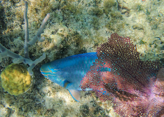 Parrotfish swimming around the rock and coral reefs.