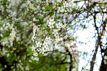 Cherry blossom background. Beautiful spring cherry tree blossoms against blurred  background.  spring season scene. soft selective focus