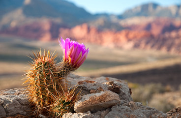 Englemann Hedgehog Cactus in bloom in Red Rock Canyon State Park, Nevada. - 281328741