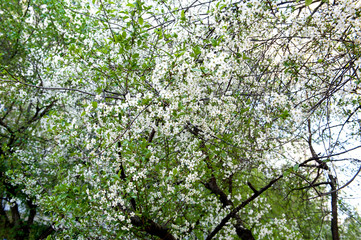 Fototapeta na wymiar Cherry blossom background. Beautiful spring cherry tree blossoms against blurred background. spring season scene. soft selective focus