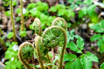 Young fern shoots .spring season, summer time.Soft selective focus