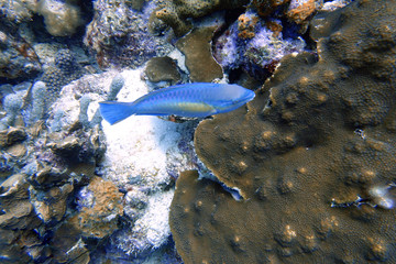 Parrotfish swimming around the rock and coral reefs.