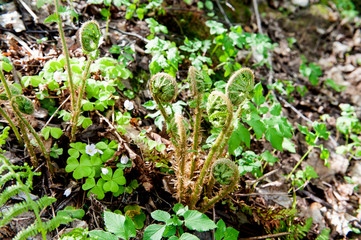 Young fern shoots on a snowy may day..spring season, summer time.Soft selective focus