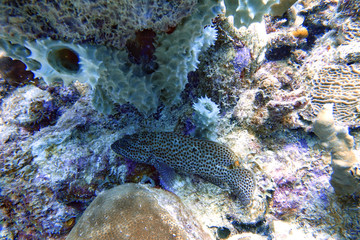 A Black Grouper sitting amongst the coral reef.