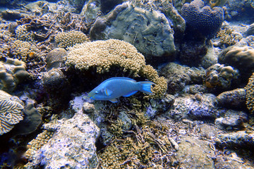 Parrotfish swimming around the rock and coral reefs.