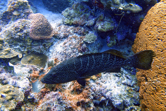 A Black Grouper sitting amongst the coral reef.