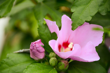Obraz na płótnie Canvas Pink hibiscus flower on a bush in summer on a blurred green background