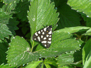 Insect on green leaves in the park. Black butterfly with white spots.