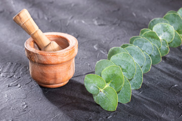 Eucalyptus little boy blue - Fresh and green leaves. Text space