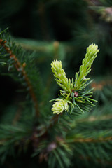 Young light green shoots spruce in the forest